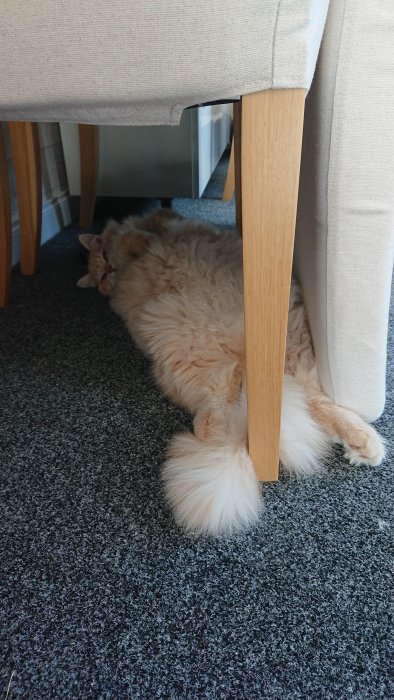 Fluffig katt ligger avslappnat under stol på grå matta, tar en paus under husets renovering.