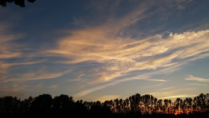 Solnedgång med orangefärgade moln på himlen över trädtopparnas silhuetter.