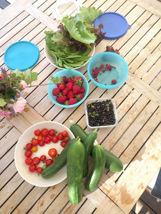 Färsk skörd med sallad, snärtärter, jordgubbar, blåbär och tomater tillsammans med övervuxna minigurkor på ett träbord.