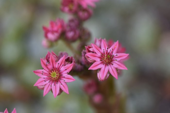 Närbild på rosa blommande växt som överlever trots trädgårdens torka.