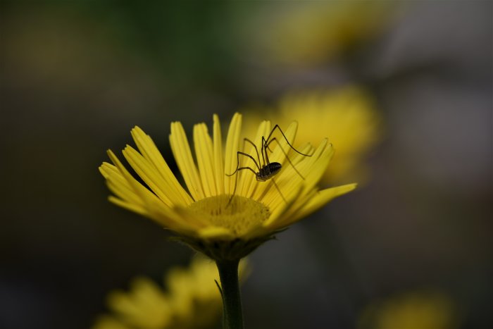 Spindel på blommande vildblomma i makroperspektiv mot suddig bakgrund.