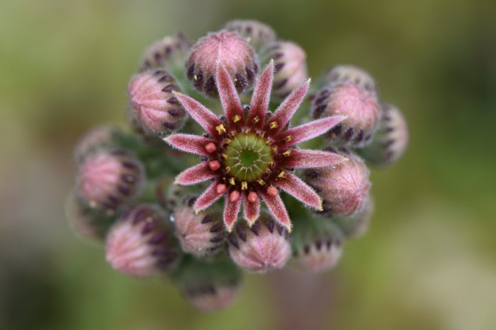 Macrofotografi av en överlevande blomma under torka, med fokus på dess detaljerade blomhuvud.