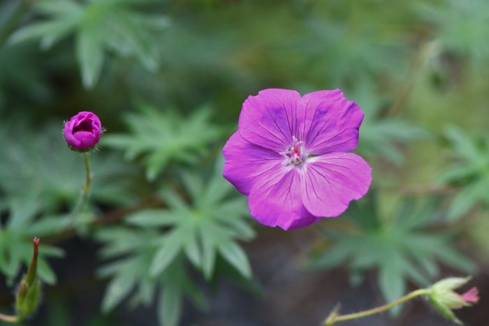 En blommande lila blomma med makrofokus, omgiven av torkdrabbad grönska.