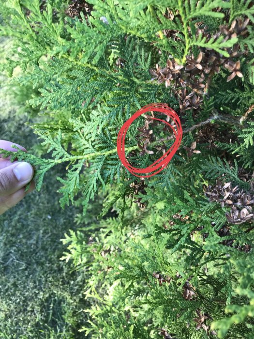 Hand som pekar på en gren av en växt med gröna skott och brunaktiga kottar, markerad med en röd cirkel.