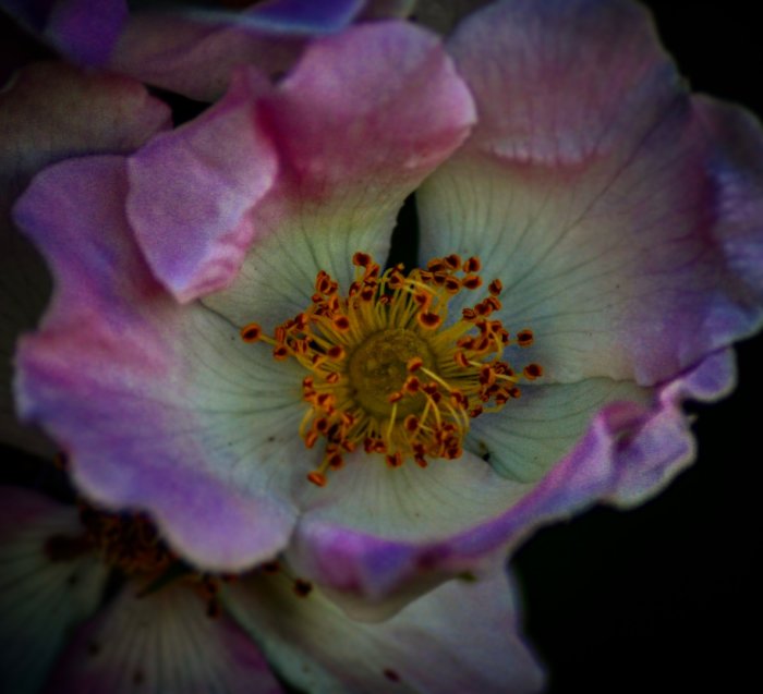 Närbild av en rosa blomma med synliga ståndare och pistiller.