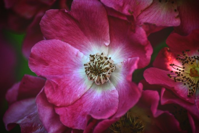 Närbild på blommande rosa ros med detaljer av pistiller och ståndare.