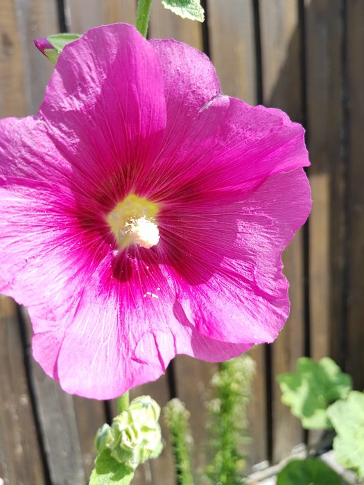Närbild av en rosa stockros framför en trävägg med solljus som faller på blomman.