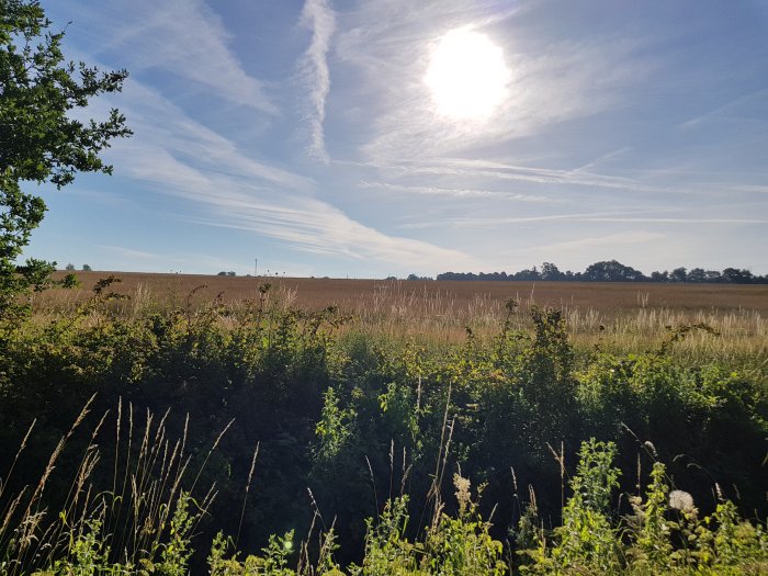 Solbelyst äng med några träd och blå himmel med vita moln.