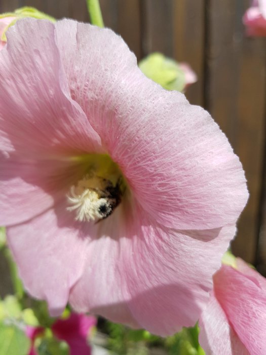 Närbild av en ljusrosa stockrosblomma med synliga pollen och ett bi insidan.