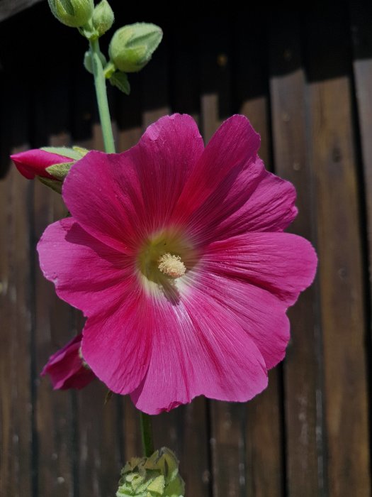 Närbild av en blomstrande rosa stockros framför en mörk trävägg.