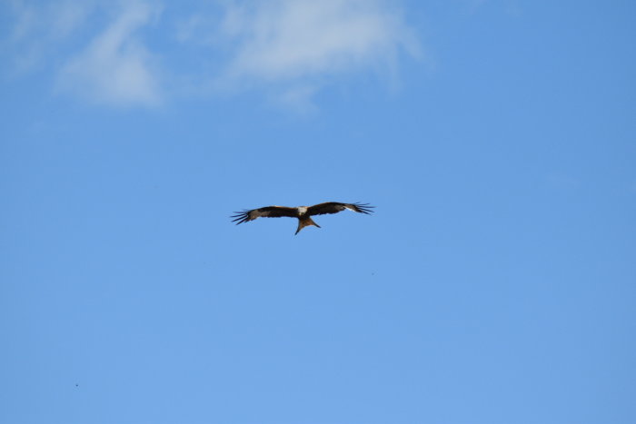 En rovfågel flyger med utspärrade vingar mot en klarblå himmel.