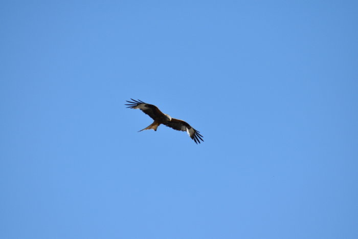 En rovfågel i flykt mot en klarblå himmel.