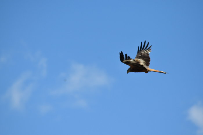 Rovfågel i flykt mot klarblå himmel.