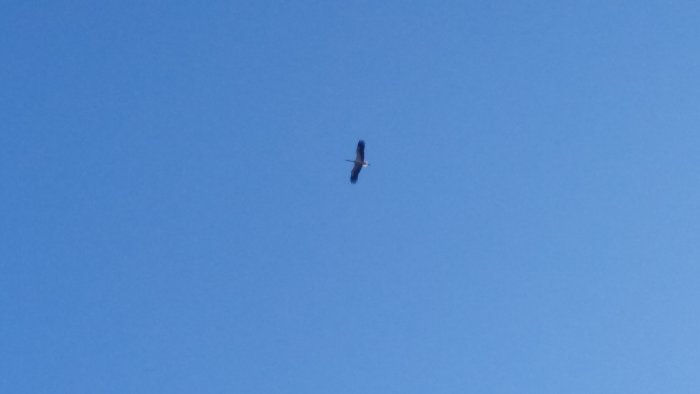 En fågel som flyger mot en klarblå himmel, bilden är tagen på avstånd med låg detaljnivå.
