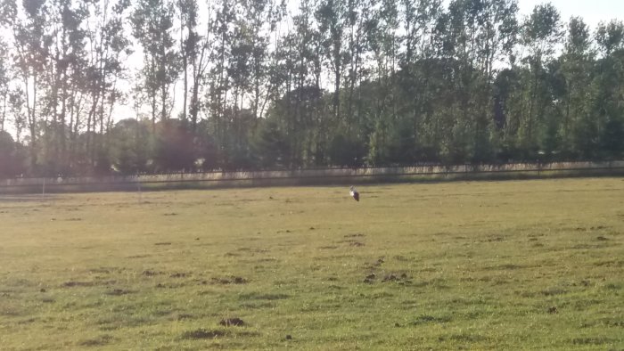 Fågel på ett öppet fält med träd i bakgrunden och låg bildkvalitet.