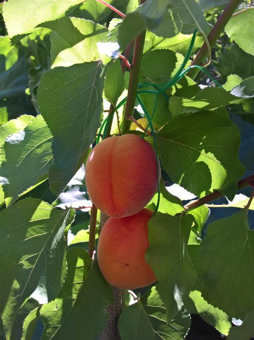 Två mogna aprikoser hängande på ett träd med frodigt gröna blad i solljus.