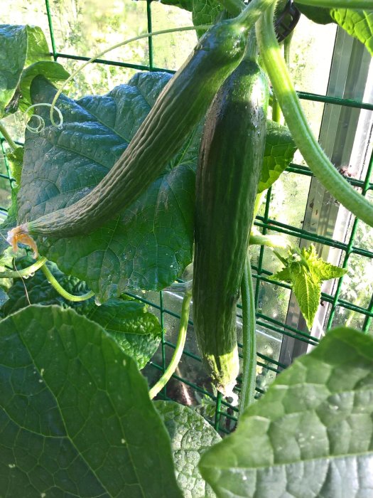 Gurkplantor med mogen och växande gurkor i ett växthus, med bladväxt och stödnät.