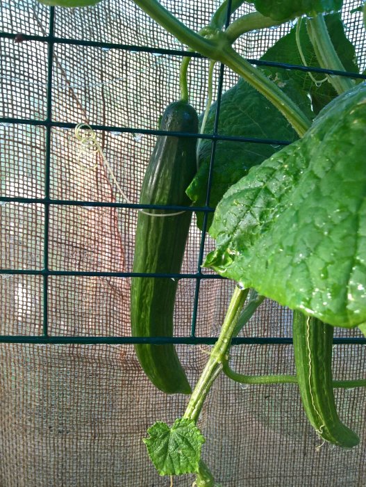 Gurka som växer på en planta stödd av nät, blad med vattendroppar mot säckväv bakgrund.