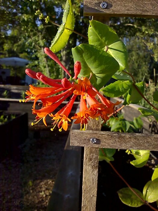 Orange blommor med synliga ståndare på en klätterväxt, med daggdroppar och en humla synlig i bakgrunden.