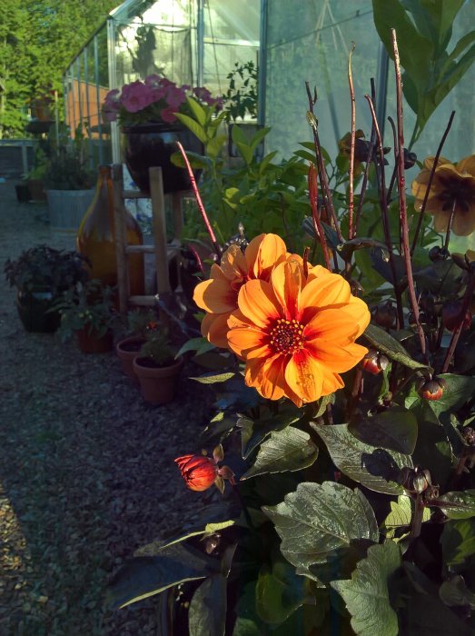 Orange blomma med röda accenter och synlig humla i en trädgård med växthus och krukväxter i bakgrunden.