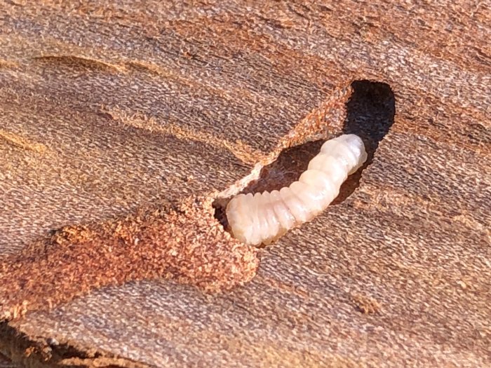 Larv som kryper under bark på trä, synlig i hålighet på träytan.