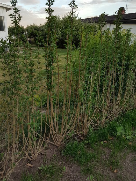 Nyplanterad ligusterhäck med barrotade plantor och få gröna blad, behöver beskärning.