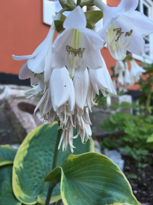 Vit blommande hosta med detaljerade kronblad och gröna blad i en trädgård.