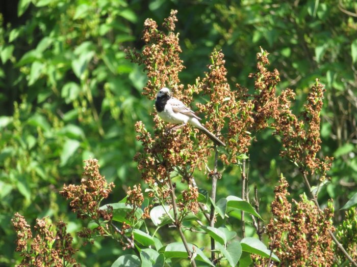 Fågel som sitter på en gren bland bruna blommor, gröna löv och bakgrundsföring av vegetation.