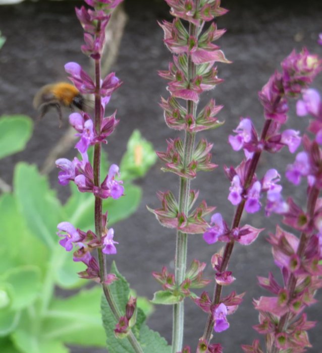 Humla oskarp i bakgrunden närmar sig lila blommande Stäppsalvia i förgrunden.