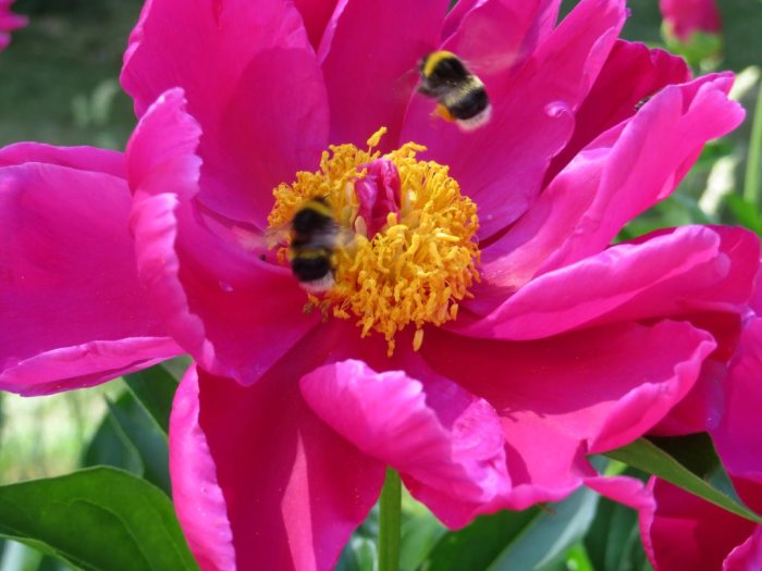 Två humlor i flykten nära en rosa pions blommiga centrum, med fokus på en särskilt nära kronbladen.