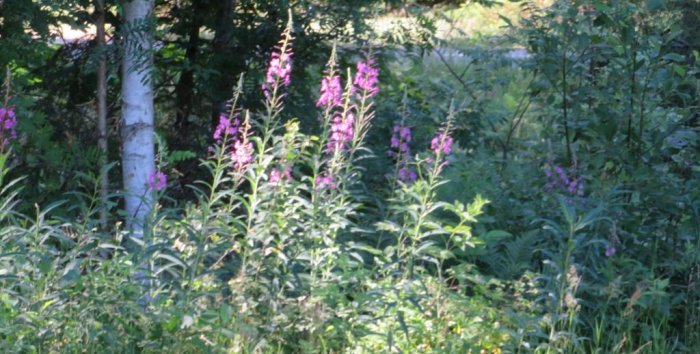 Ljusröda blommor i förgrunden med en björkstam och grönskande buskar i bakgrunden vid en tomtgräns.