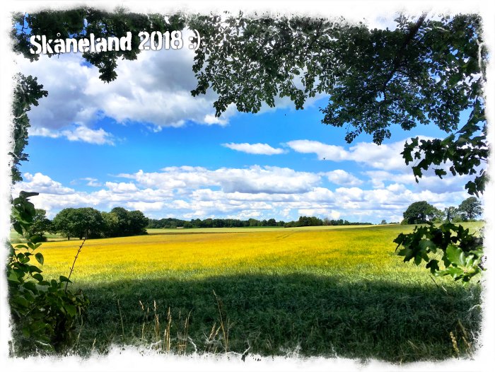 Landskap i Skåne med gulblommande fält, träd och blå himmel med vita moln, omramat av lövverk.