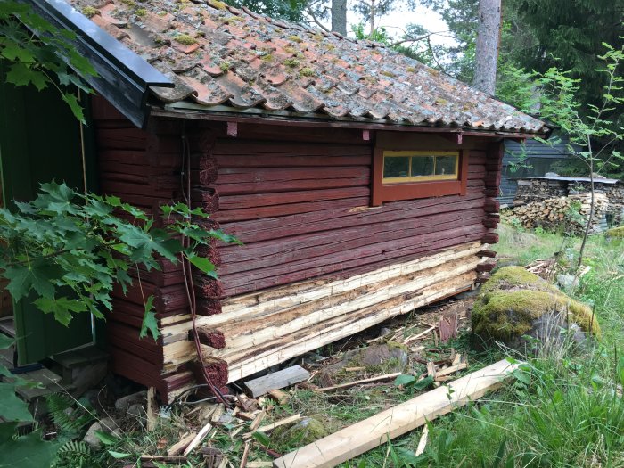 Gammal röd lada under renovering med nedersta stockarna rensade från murket virke, halva stocken kvar på vissa delar.