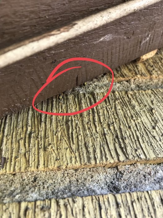 Getingbo synligt inuti en del av vindskivan på ett hus, markerat med en röd cirkel.