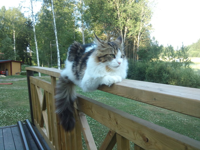 Maine Coon-katt som ligger på en träledstång utomhus med träd i bakgrunden.