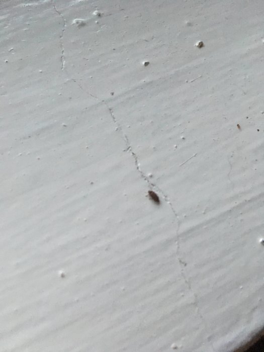 En brun insekt på en vitmålad vägg med små sprickor och ojämnheter, illustrerar en fråga om skadedjursidentifiering.