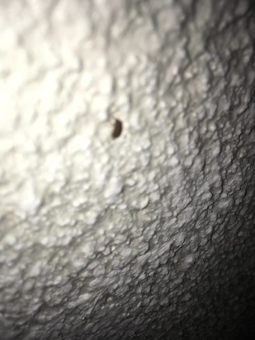 Insekt på grov strukturerad vägg i källare, närbild.