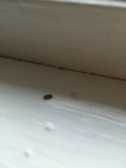 Otydlig bild på ett litet brunaktigt insekt vid ett fönsterkarm i en källare, beskriver ett skadedjursproblem.