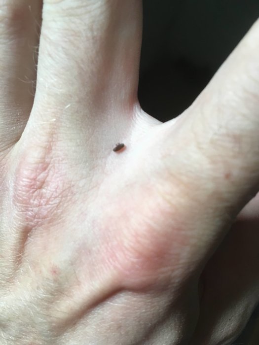 En liten brun insekt med vingar på en person hand, närbild.