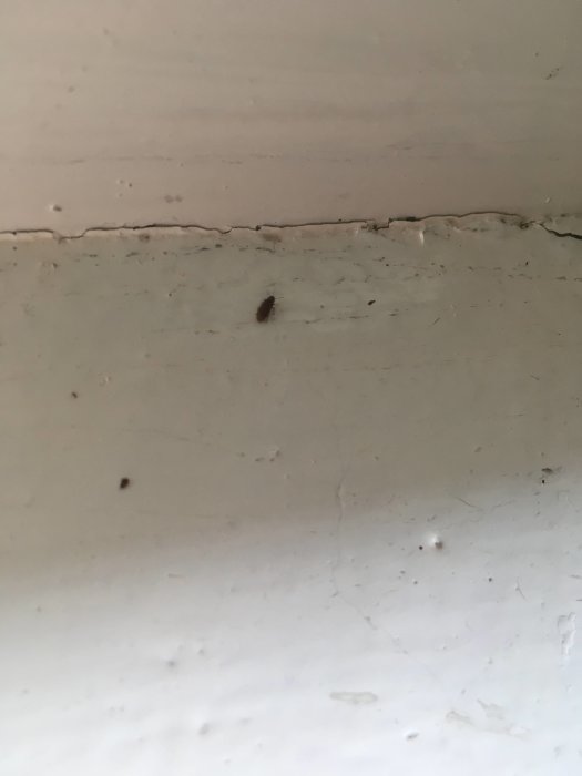 Brun insekt med nerliggande vingar på en vit vägg.