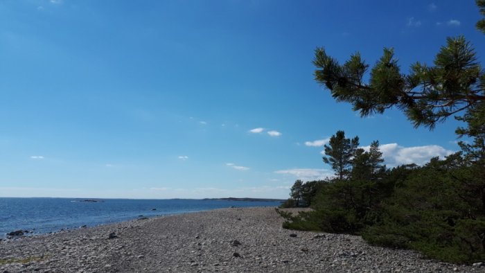 Stenig strand vid Torö/Herrhamra med tallar och klarblå himmel.