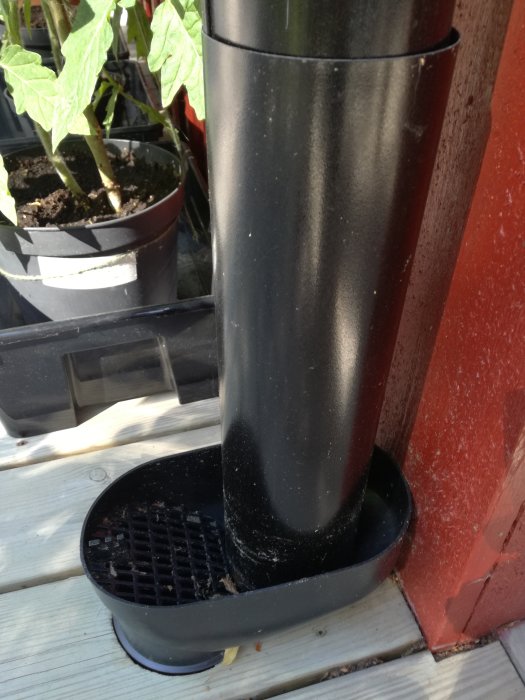 Snedkapad påskjutsrör vid husvägg i trädgård för att förebygga stänk.