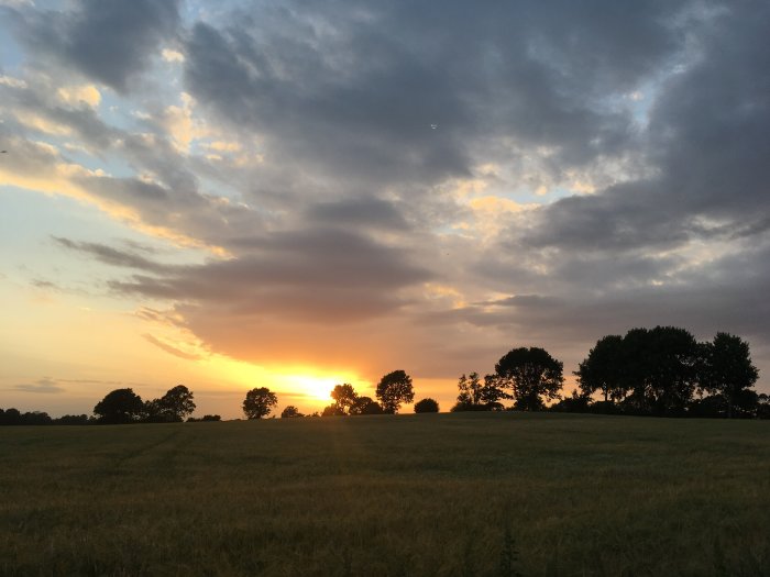 Solnedgång över ett fält med träd och dramatiska moln på himlen.