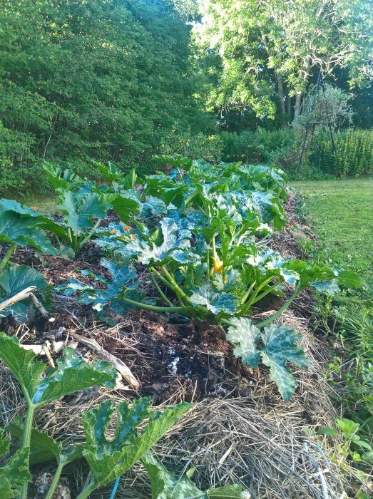 En grönsaksodling med squash- och gurkplantor i en trädgård på en solig morgon.