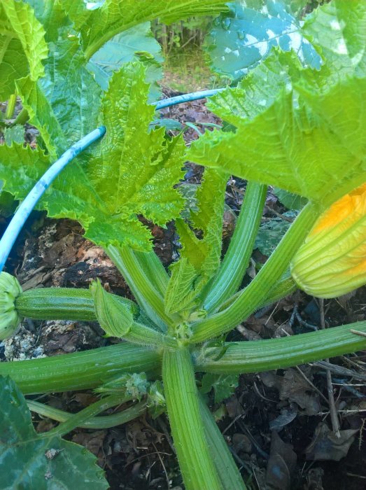 En växande squashplanta med gul blomma och små squashar i trädgården, omtalad i besökarens inlägg.