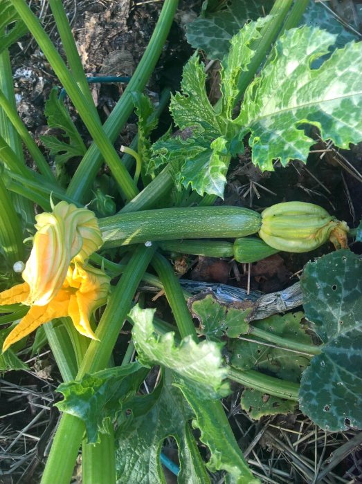 En grön växande squash med blommor och lövverk i en grönsaksodling, belysning av tidig morgonsol.