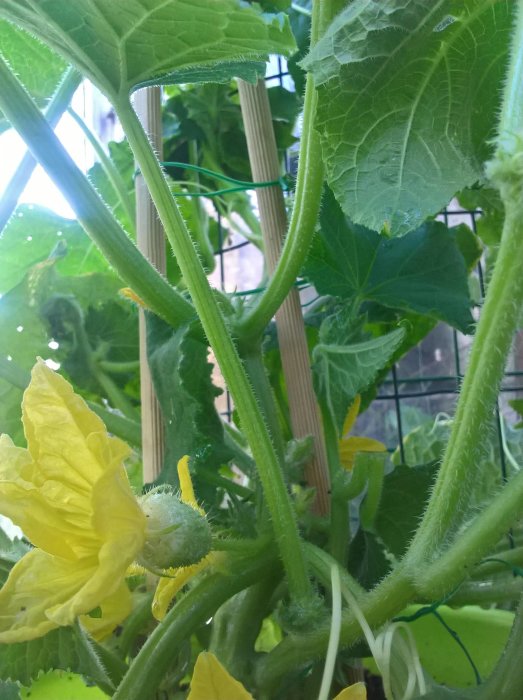 Slanggurkplantor med blommor i växthus och deras unga gurkor.