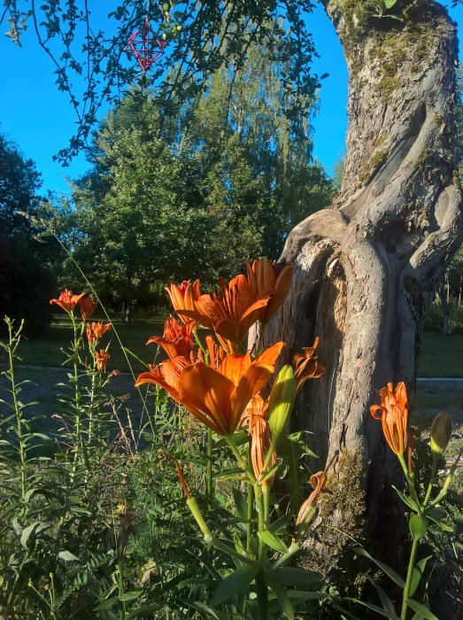 Orange dagliljor i förgrunden med en gammal knuten trädstam och gröna träd i bakgrunden på en solig morgon.