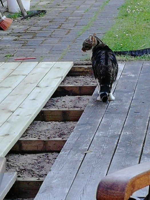 Katt står tveksam vid en delvis demonterad altan med nya och gamla träplankor.