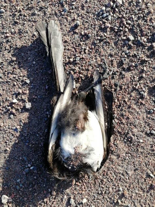 Död fågel som ligger på marken med grus och småstenar.
